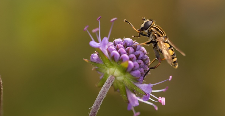 Neprodanou nemovitost automaticky vykoupíme